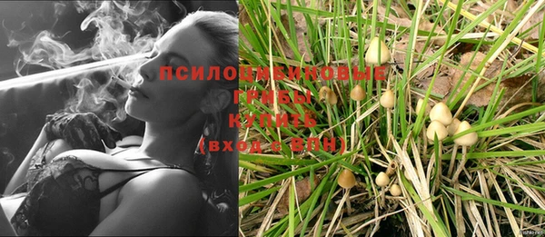 сатива Аркадак